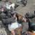 Chickens 4 thumbnail