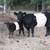 Registered Belted Galloway Breeding Stock & Grass-fed/Finished Beef 1 thumbnail