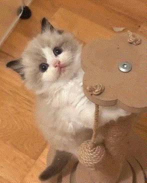 Sweet Ragdoll Baby 1