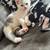 Male kitten 1 thumbnail