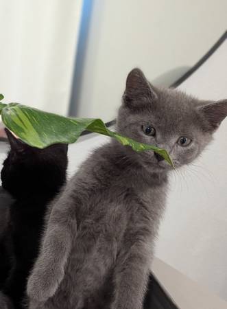 Kitten dulces listos para nuevos hogares (Canby)63916332943747124