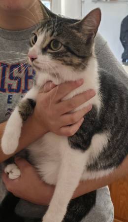 Beautiful cat in need of forever home (Louisburg)63980446257410123