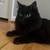 Missing Cat 5 thumbnail