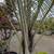 Triangle Palm Tree 10 thumbnail