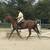 Elsie- chestnut tb mare 4 thumbnail