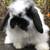 Holland Lop Bunny Rabbit - "Fluff" 10 thumbnail