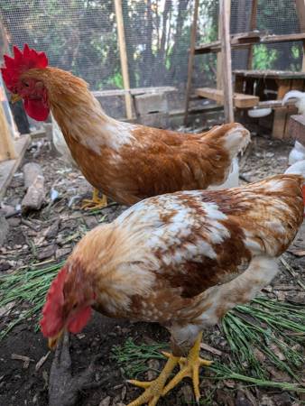 ISA Brown, ISA White & ISA Brown/White mix roosters/cocks. 1