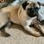 AKC ACA PUG 2 thumbnail