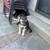Husky/German Shepherd 3 thumbnail