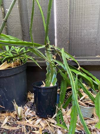 Dragon Fruit Plant 1