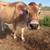 Two Jersey’s in milk 3 thumbnail