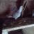 Pet pigeons 4 thumbnail