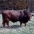 Beefmaster Bull 2 thumbnail