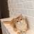 Golden British Kitten Male 3 thumbnail