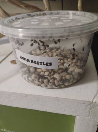 Bean b eetle cups 1