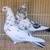 Highflyer Pigeon Pairs 4 thumbnail