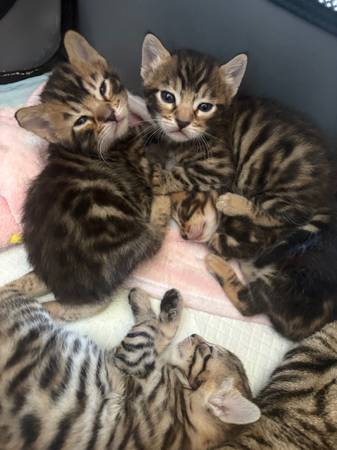 Kittens ready to go home 11/14606427846678958089