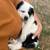 German shepherd mix puppies 2 thumbnail