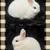 Netherland Dwarf Bunny Rabbit 1 thumbnail