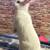 White rabbit 5 thumbnail