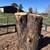 Pine double planter stump 1 thumbnail