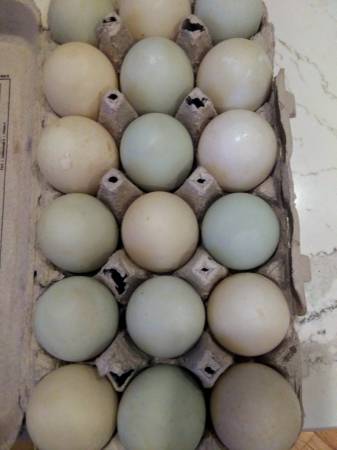 Fertile duck hatching eggs 1