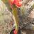Torch Cactus, Trichocereus, Cactus 5 thumbnail