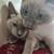 Available for adoption! Goldie & Papis' Animal Rescue 8 thumbnail