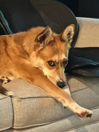 Rehoming free 1 year old dog (Sinclair)63931174443266121