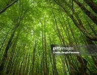 Heavily Wooded Enchanted Lakes Land for Sale-.67 Acres 1