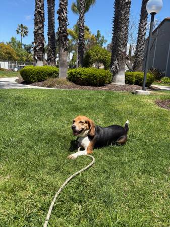 Beagle (San Diego)64170760884483120