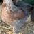 30+ blue salmon Brahma pullets 5 roos 3 thumbnail