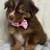 AKC Australian Shepherds 2 thumbnail