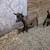 Nigerian dwarf bucks 1 thumbnail