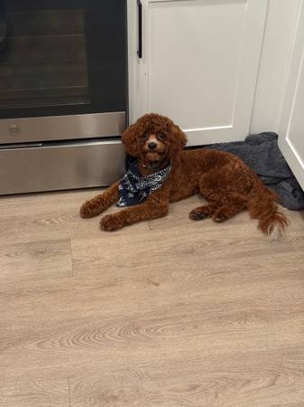 Cavapoo 10months 1