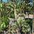 Guava Tree 8 thumbnail