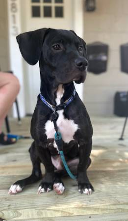 Hound/lab mix 9mo old puppy for adoption (Blue Springs)63903109593475123