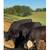 12 Black Heifers/3 Steer 1 thumbnail