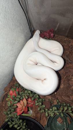 Blue eye white ball python63967147026306120