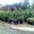 TREES  SHRUBS  HEDGES 13 thumbnail