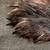 Bear Rugs (2) For Sale 5 thumbnail