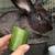 Flemish x Tamuk Rabbit Bunny Bucks 2 thumbnail