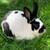 Mini Rex buck 2 thumbnail