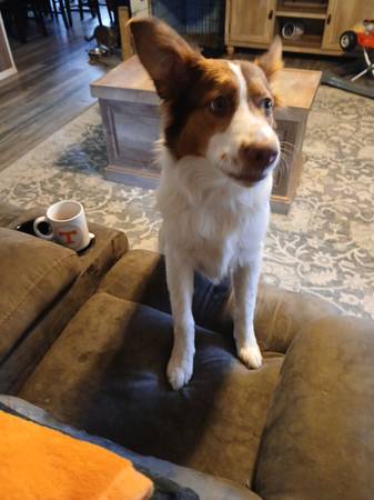 Australian Sheppard Mix 1