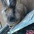 Lion head female rabbit 1 thumbnail
