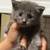 Kittens to a loving home 4 thumbnail