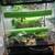 White Tree Frog 2 thumbnail