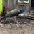 Peacocks India Blue 5 thumbnail