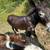 Donkeys 5 thumbnail
