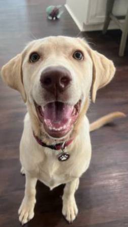 AKC cachorro labrador amarillo de 7 meses (Olympia)63826636834563121